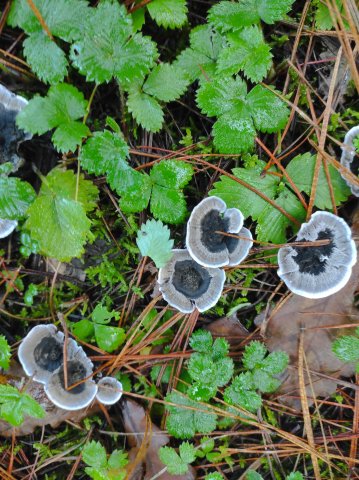 PHELLODON NIGER